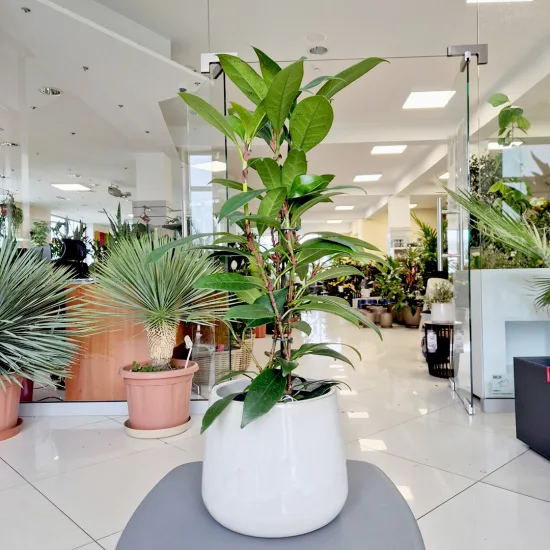 Fkus figowiec cyathistipula