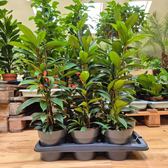 Fkus figowiec cyathistipula