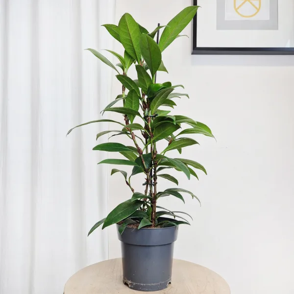 Fikus (Ficus 'Cyathistipula') 70cm