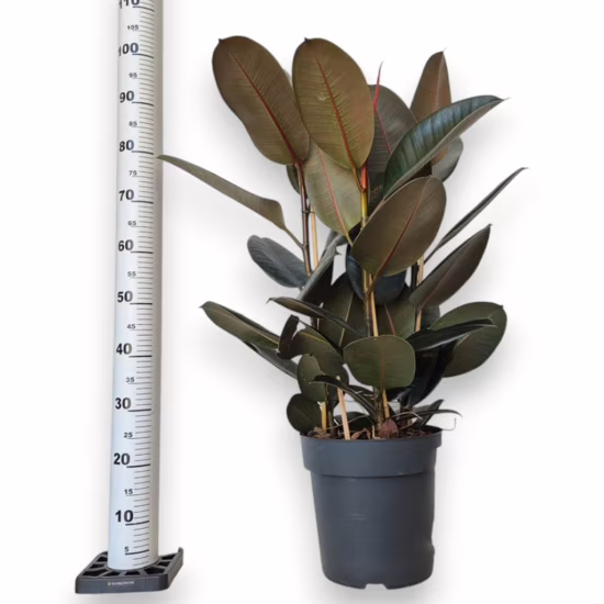 Figowiec sprężysty abidjan