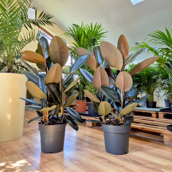 Figowiec sprężysty abidjan