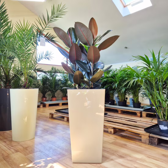 Figowiec sprężysty abidjan