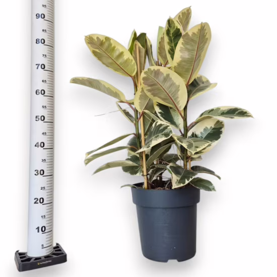 Figowiec sprężysty tineke fikus elastika