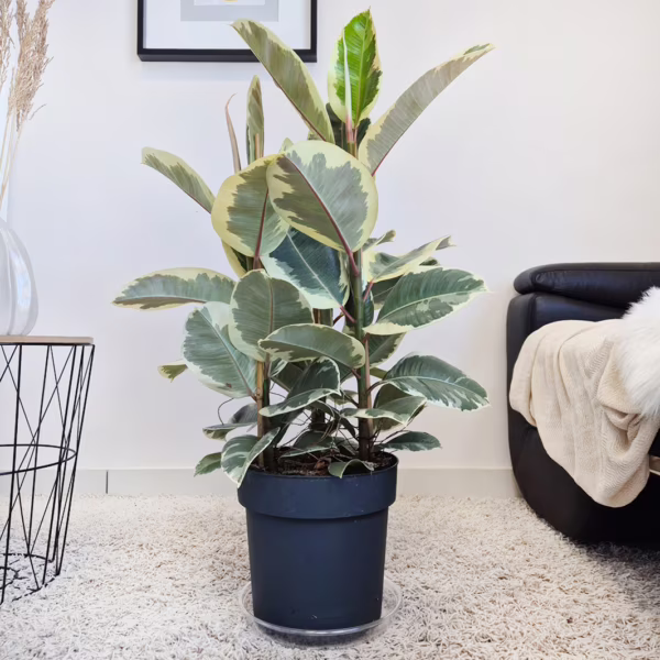Fikus sprężysty (Ficus elastica 'Tineke') 95cm