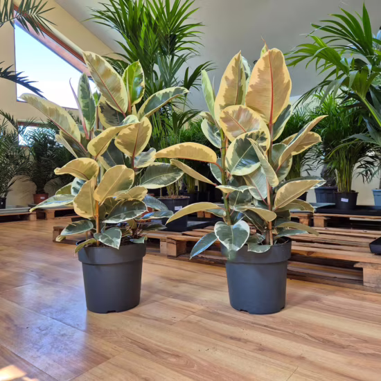 Figowiec sprężysty tineke fikus elastika