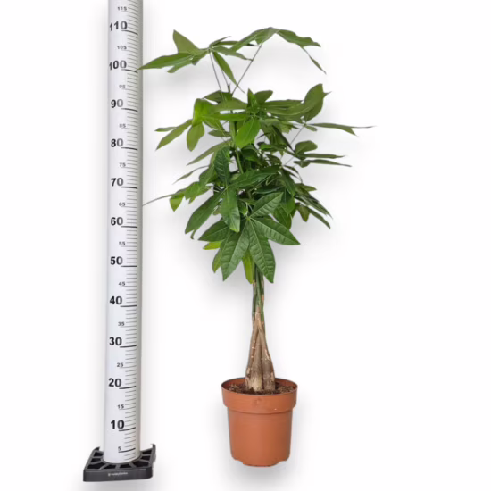 Pachira wodna (Pachira aquatica) 110cm