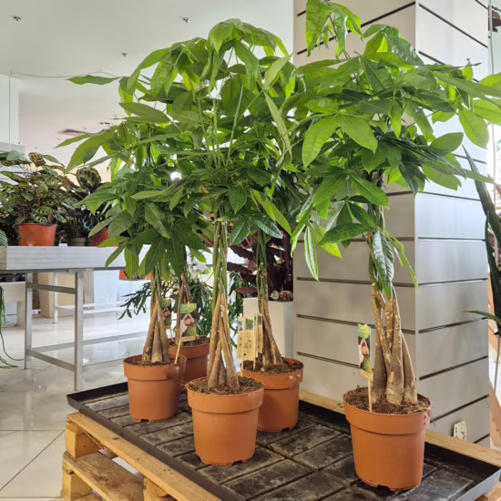 Pachira wodna (Pachira aquatica) 110cm