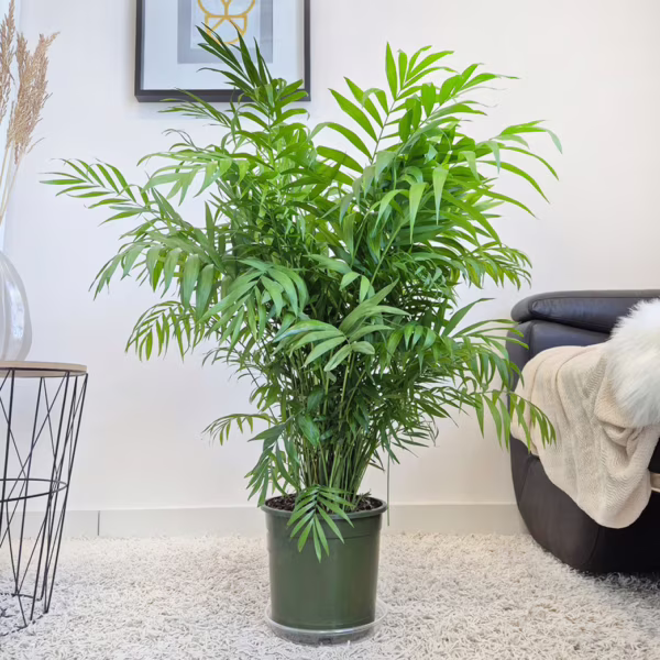 Palma Chamedora wytworna (Chamaedorea elegans) 95cm