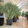 Palma karłowa (Chamaerops humilis) 170cm