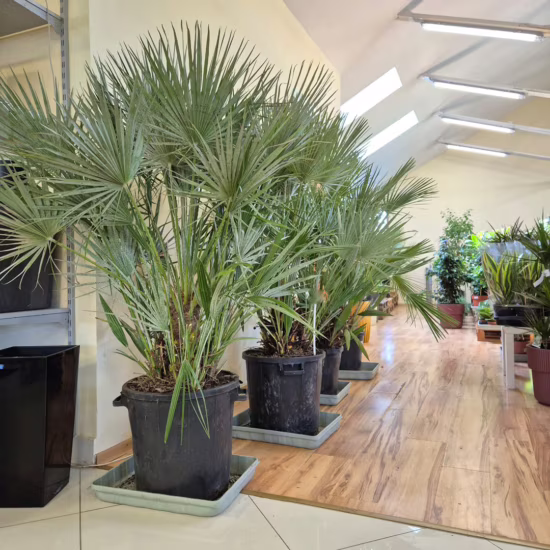 Palma karłowa (Chamaerops humilis) 170cm