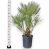 Palma karłowa (Chamaerops humilis) 170cm