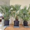 Palma karłowa (Chamaerops humilis) 170cm