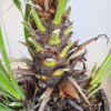 Palma karłowa (Chamaerops humilis) 170cm