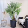 Palma karłowa (Chamaerops humilis) 170cm
