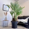 Palma karłowa (Chamaerops humilis) 170cm