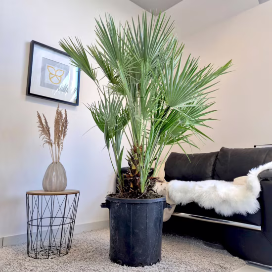 Palma karłowa (Chamaerops humilis) 170cm