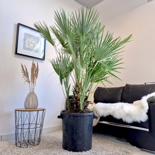 Palma karłowa (Chamaerops humilis) 165-180cm