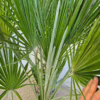Palma karłowa (Chamaerops humilis) 170cm