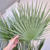 Palma karłowa (Chamaerops humilis) 170cm