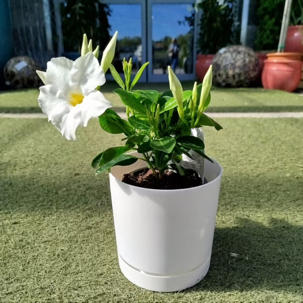 Sandewilla (Mandevilla Sundevil White') biała 25cm