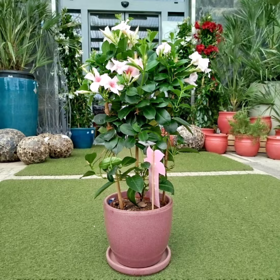 Sandewilla jasnoróżowa