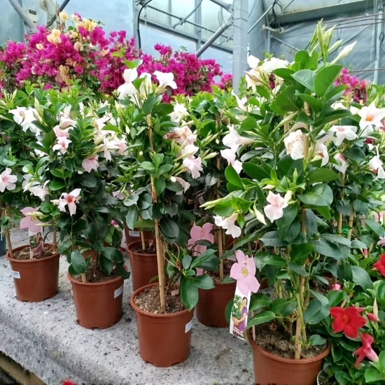 Sandewilla jasnoróżowa