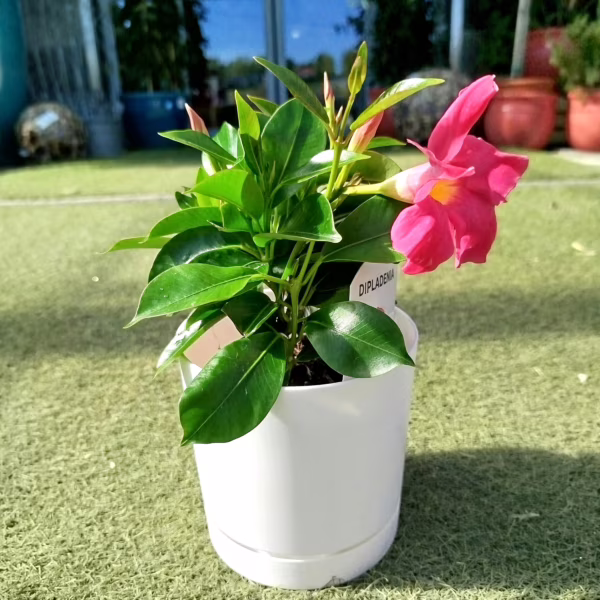 Sandewilla (Mandevilla Sundevil Pink') różowa 25cm