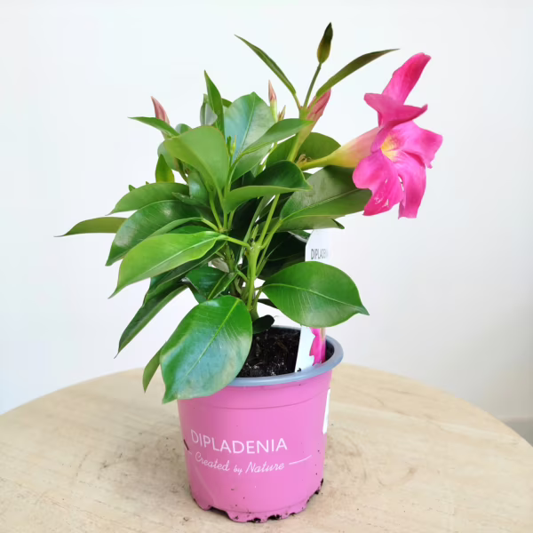 Sandewilla (Mandevilla Sundevil Pink') różowa 25cm