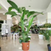 Strelicja biała (Strelitzia nicolai) 160-180cm