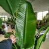 Strelicja biała (Strelitzia nicolai)
