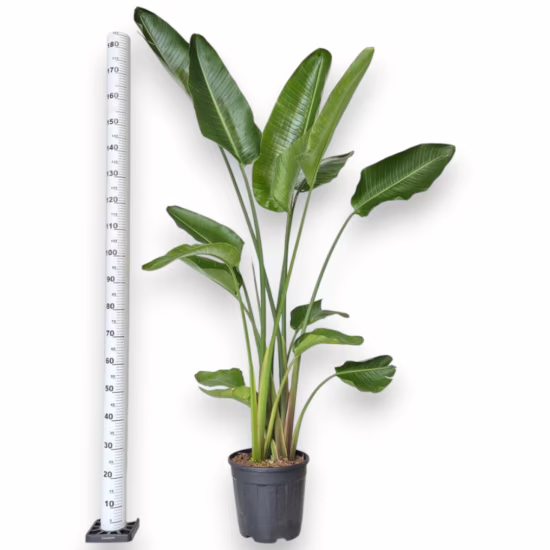 Strelicja biała to modna roślina doniczkowa o egzotycznym wyglądzie