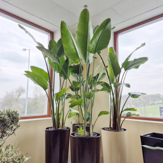 Strelicja biała to modna roślina doniczkowa o egzotycznym wyglądzie