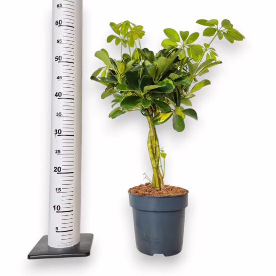 Szeflera drzewkowata (Schefflera arbolicora 'Gold Capella’)