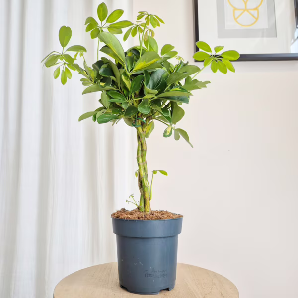 Szeflera drzewkowata (Schefflera arbolicora 'Gold Capella') 50cm