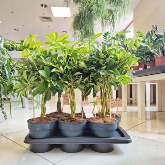 Szeflera drzewkowata (Schefflera arbolicora 'Gold Capella’)