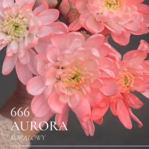 Farba do kwiatów w sprayu Florcolor Aurora 666