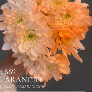 Farba do kwiatów w sprayu Florcolor Arancio 669