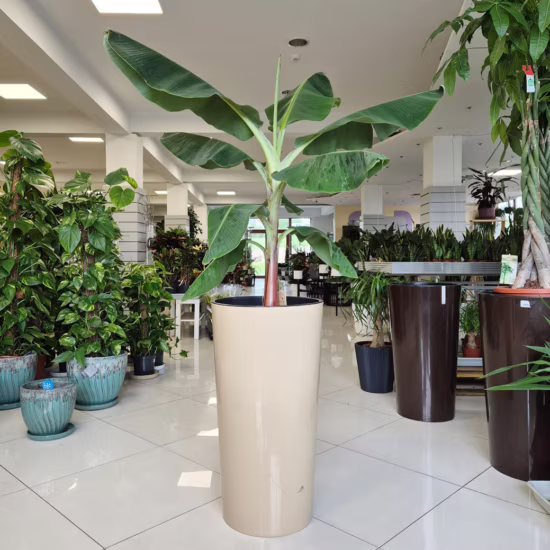 Bananowiec karłowy (Musa ‘Dwarf Cavendish’) 120-130cm