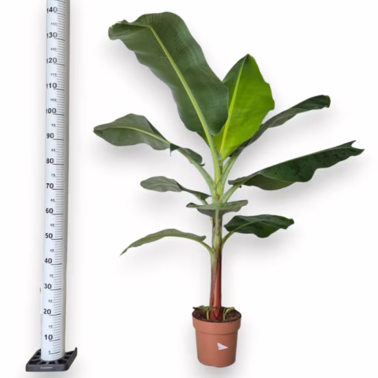 Bananowiec karłowy (Musa ‘Dwarf Cavendish’) 120-130cm