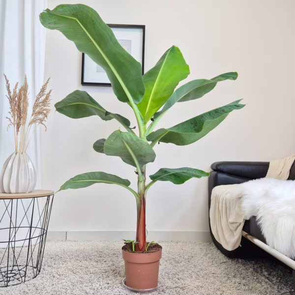 Bananowiec karłowy (Musa 'Dwarf Cavendish') 120-140cm