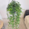 Bluszcz hedera helix shamrock 70-90cm
