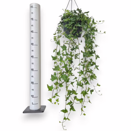 Bluszcz hedera helix shamrock 70-90cm