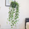 Bluszcz hedera helix shamrock 70-90cm