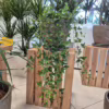 Bluszcz hedera helix shamrock 70-90cm