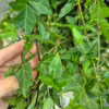 Bluszcz hedera helix shamrock 70-90cm