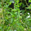 Bluszcz hedera helix shamrock 70-90cm