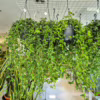 Bluszcz hedera helix shamrock 70-90cm