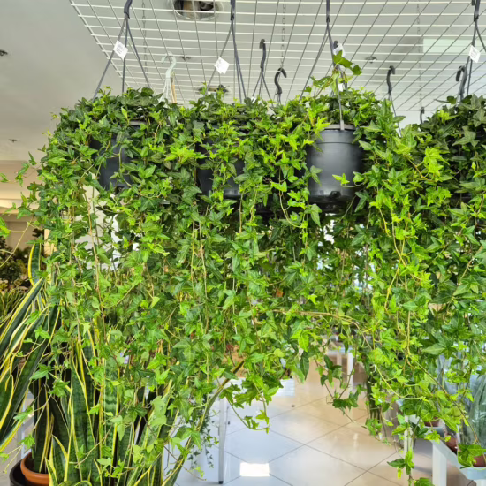 Bluszcz hedera helix shamrock 70-90cm