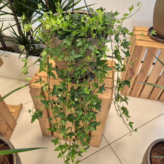 Bluszcz hedera helix shamrock 70-90cm