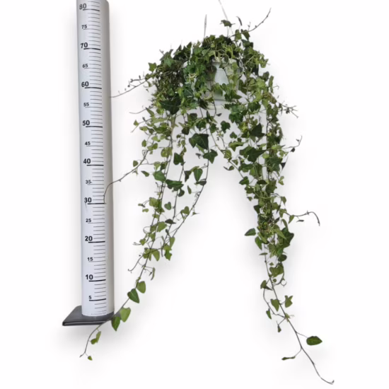 Bluszcz pospolity (Hedera helix 'Anna') 70-90